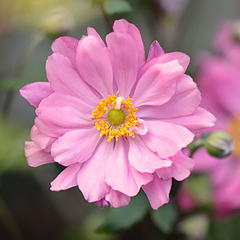 Anémone du Japon Crispa (Lady Gilmour) (Flowering)