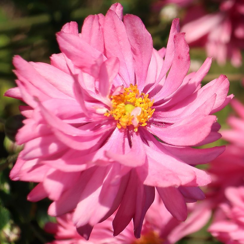 Anemone du Japon Fall in Love Sweetly (Flowering)