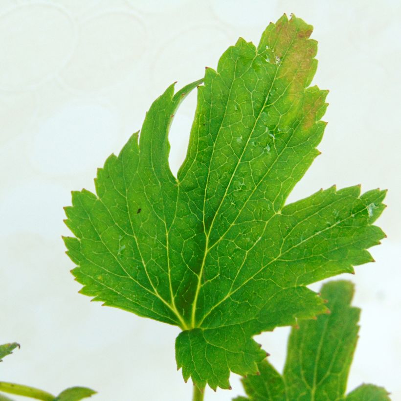 Anémone du Japon Fantasy Cinderella (Foliage)