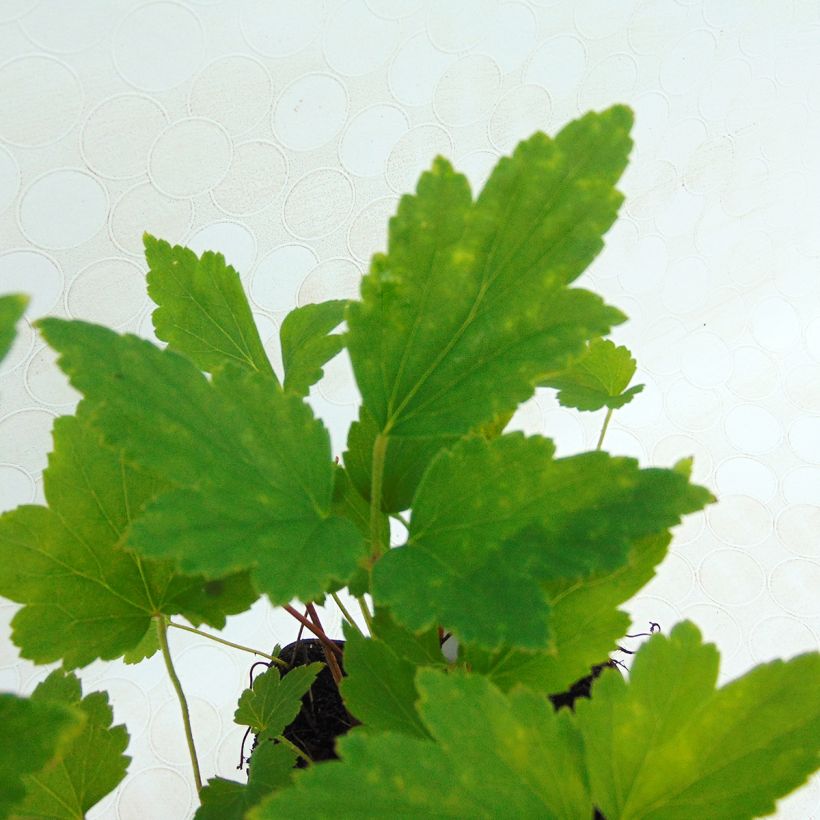 Anémone du Japon Prinz Heinrich - Anemone hupehensis (Foliage)