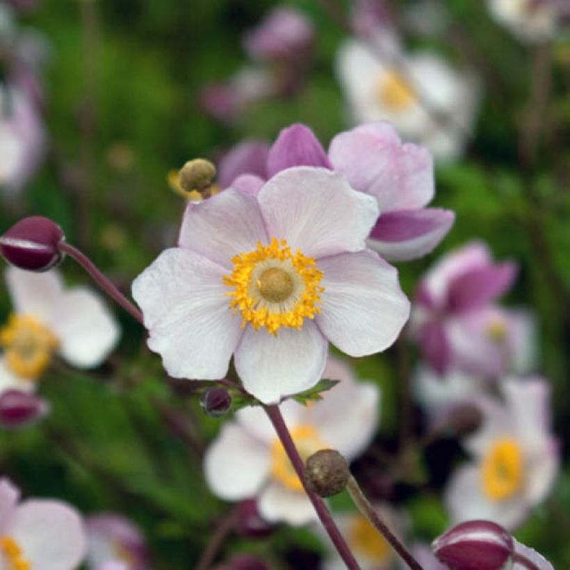 Anémone japonaise Hadspen Abundance (Flowering)