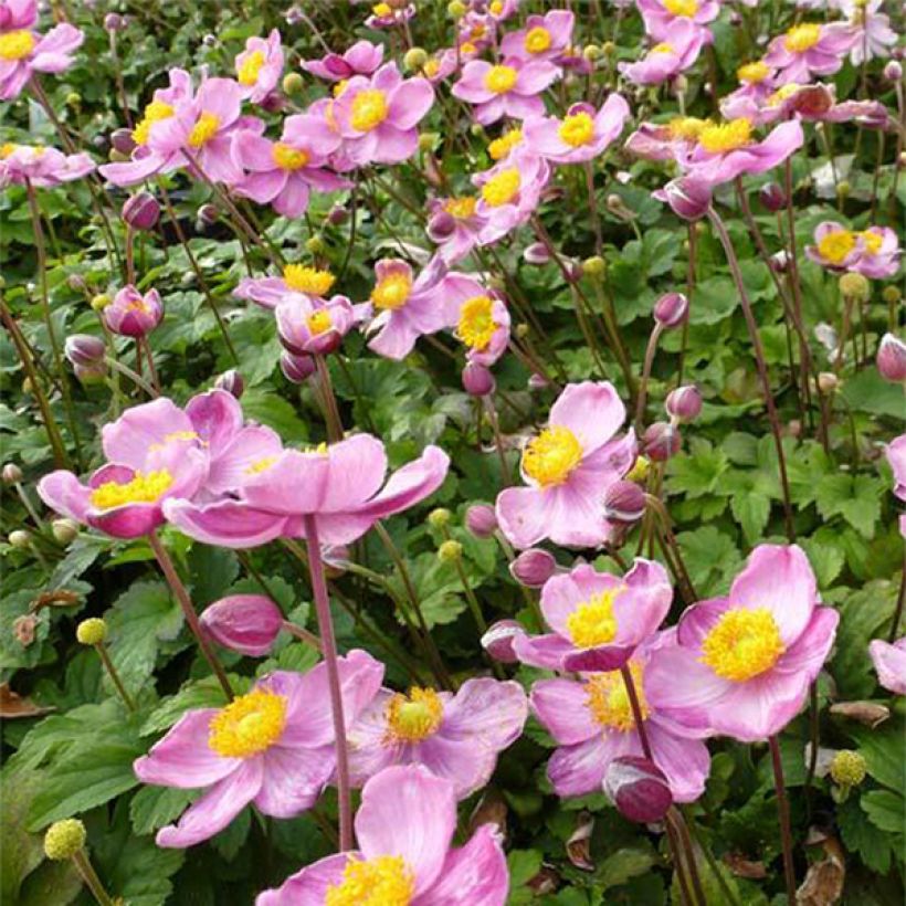 Anémone du Japon Fantasy Cinderella (Flowering)