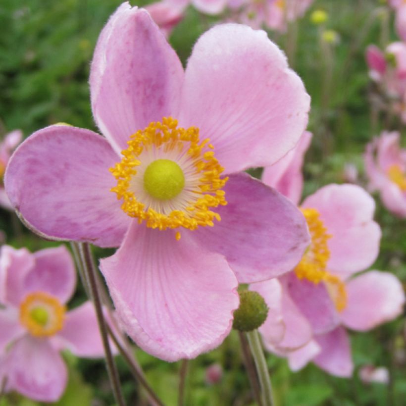 Anémone japonaise Little Princess - Anemone hupehensis japonica (Flowering)