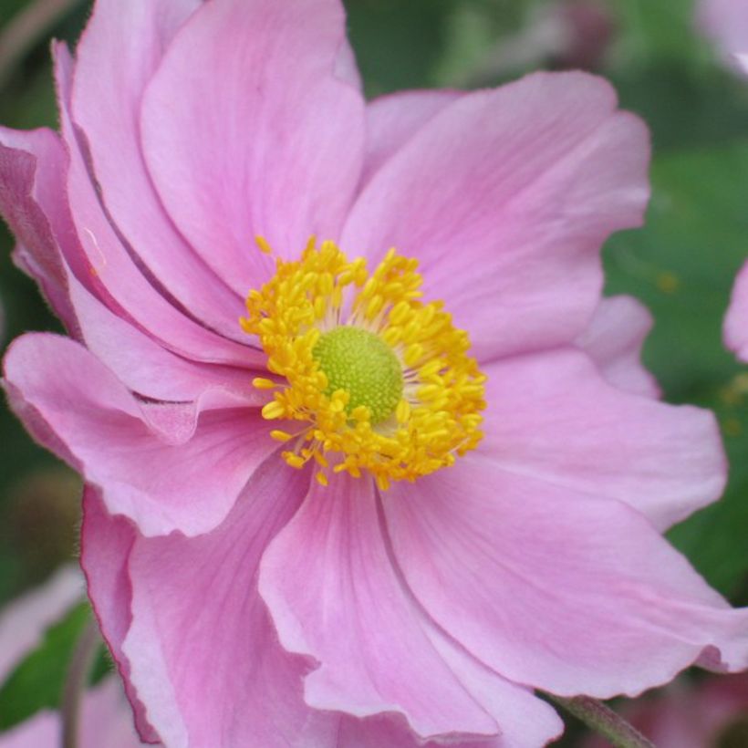 Anémone du Japon Rubra Plena - Anemone hybrida (Flowering)