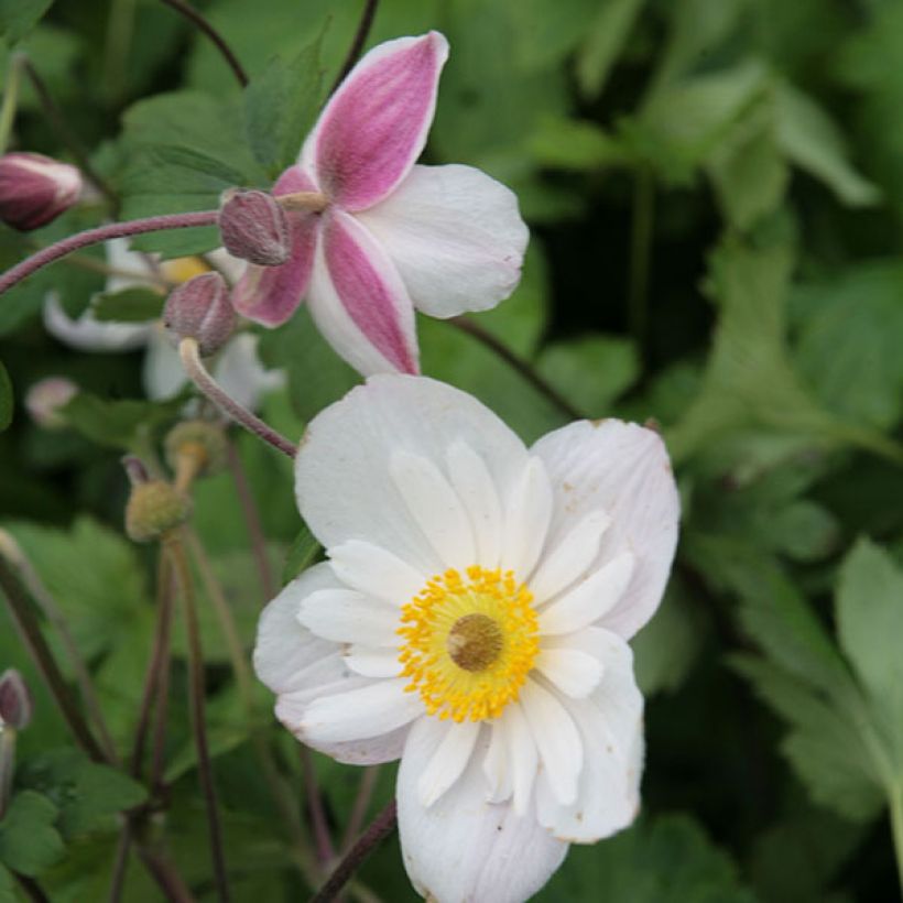Anemone hybride Dainty Swan - Anémone japonaise bicolore (Flowering)