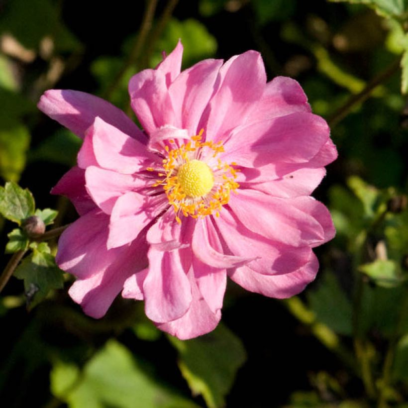 Anémone japonaise Margarete (Flowering)