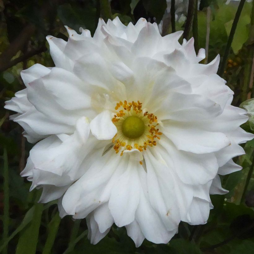 Anemone hybride Tiki Sensation (Flowering)
