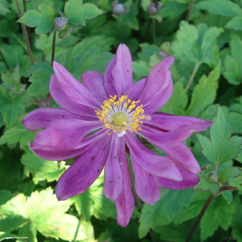 Anémone du Japon Bressingham Glow - Anemone (x) hybrida (Flowering)