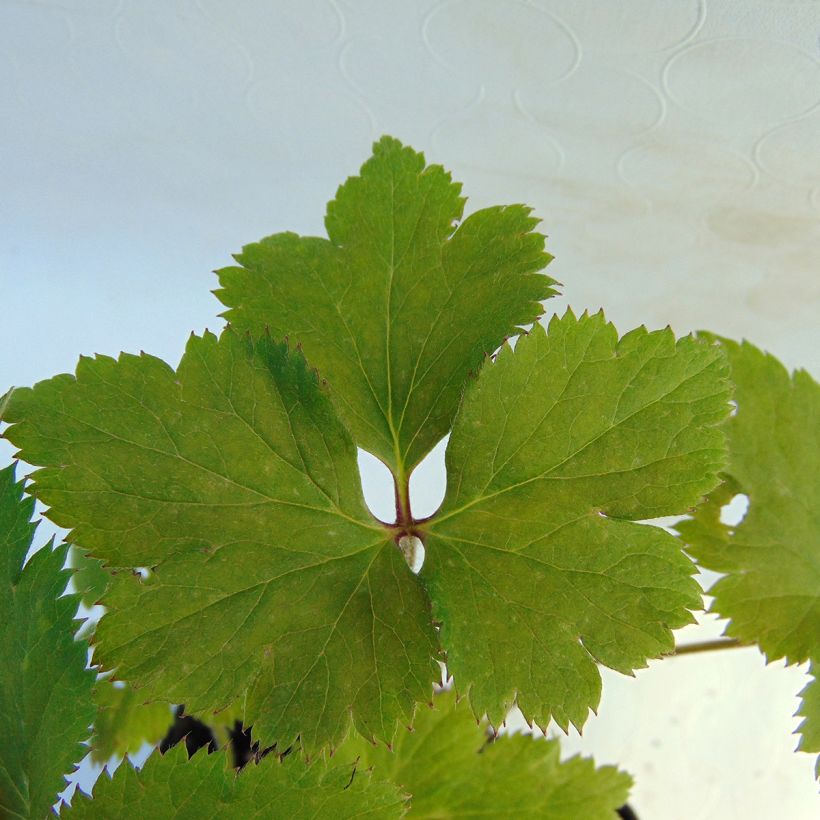 Anémone japonaise Dreaming Swan (Foliage)