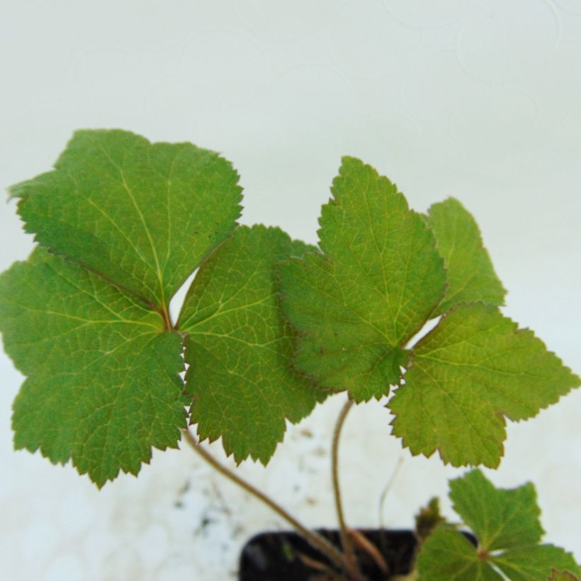 Anémone japonaise Honorine Jobert (Foliage)