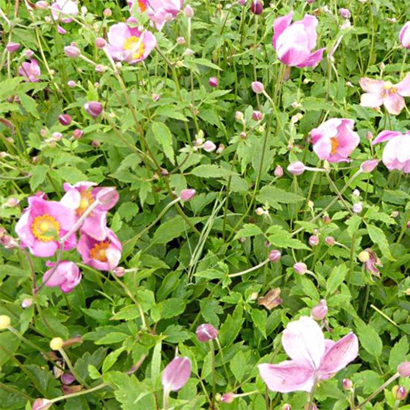 Anémone japonaise Pretty Lady Susan (Flowering)