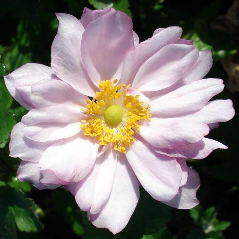 Anémone japonaise Reine Charlotte (Flowering)