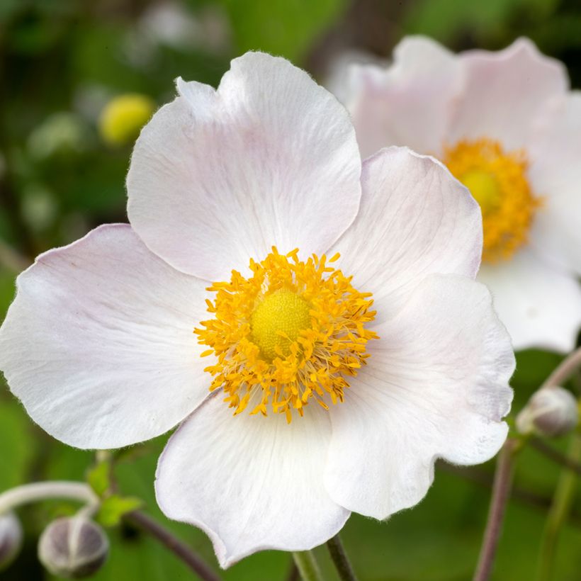 Anémone japonaise Regal Swan (Flowering)