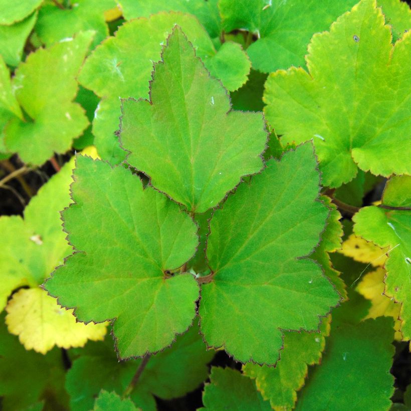 Anémone japonaise Richard Ahrens (Foliage)