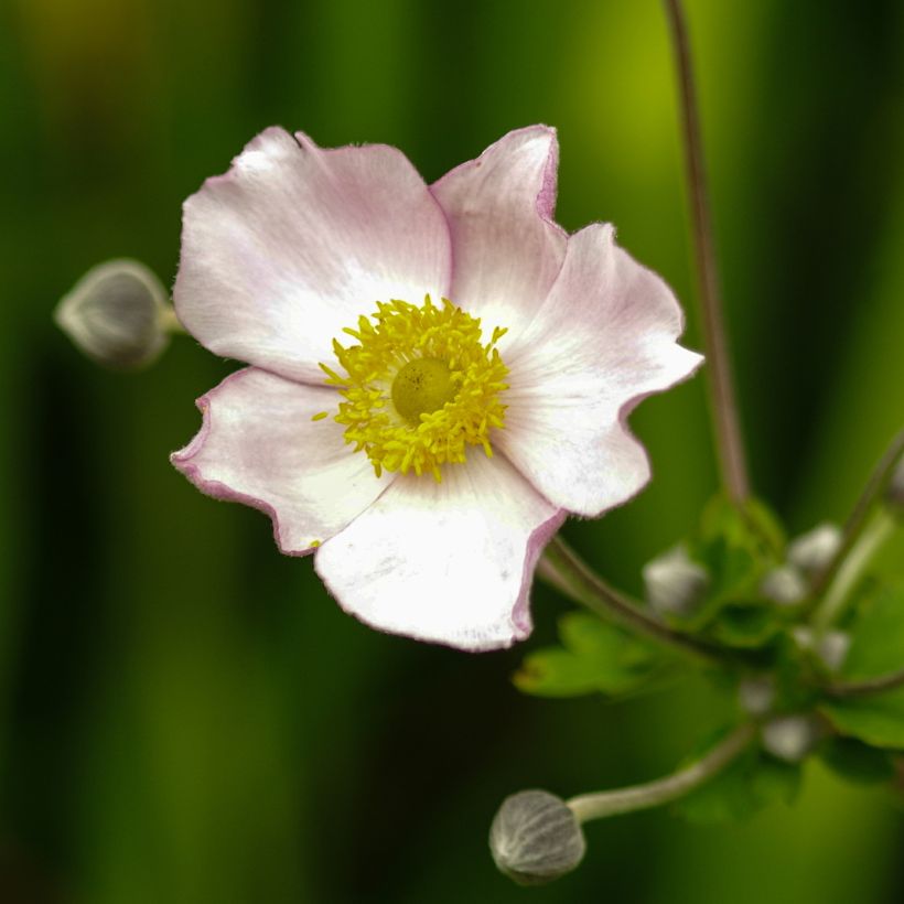 Anémone du Japon Robustissima - Anemone tomentosa (Flowering)