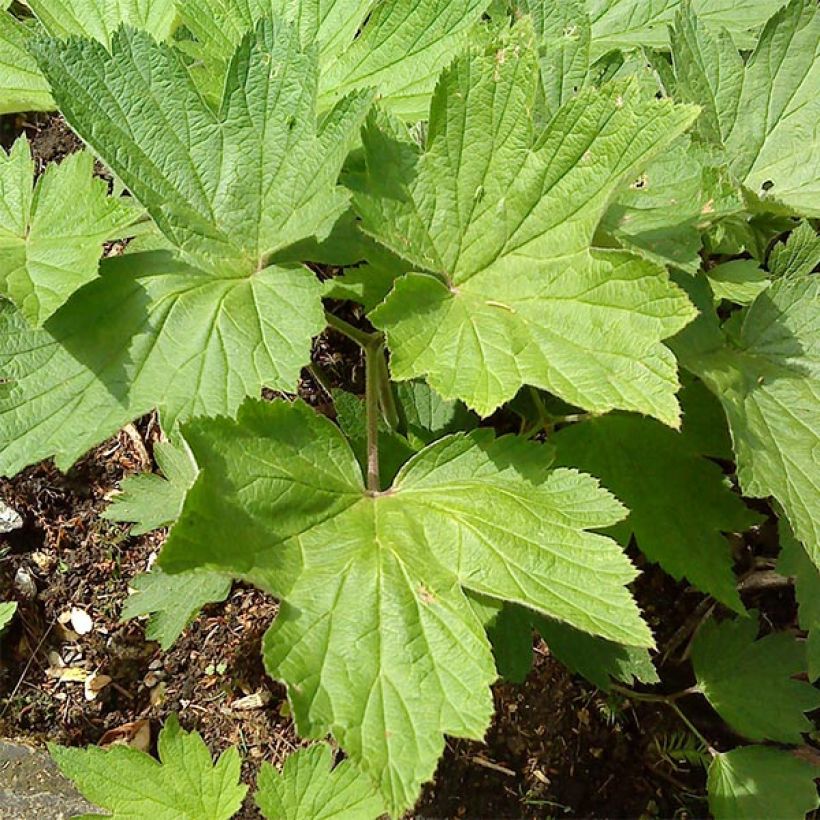 Anémone japonaise Splendens - Anemone hupehensis var.japonica (Foliage)