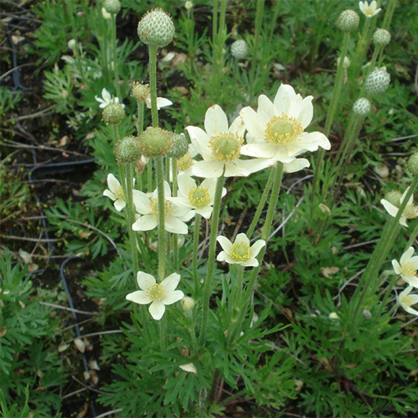 Anémone multifida Major - Anémone multifide (Flowering)