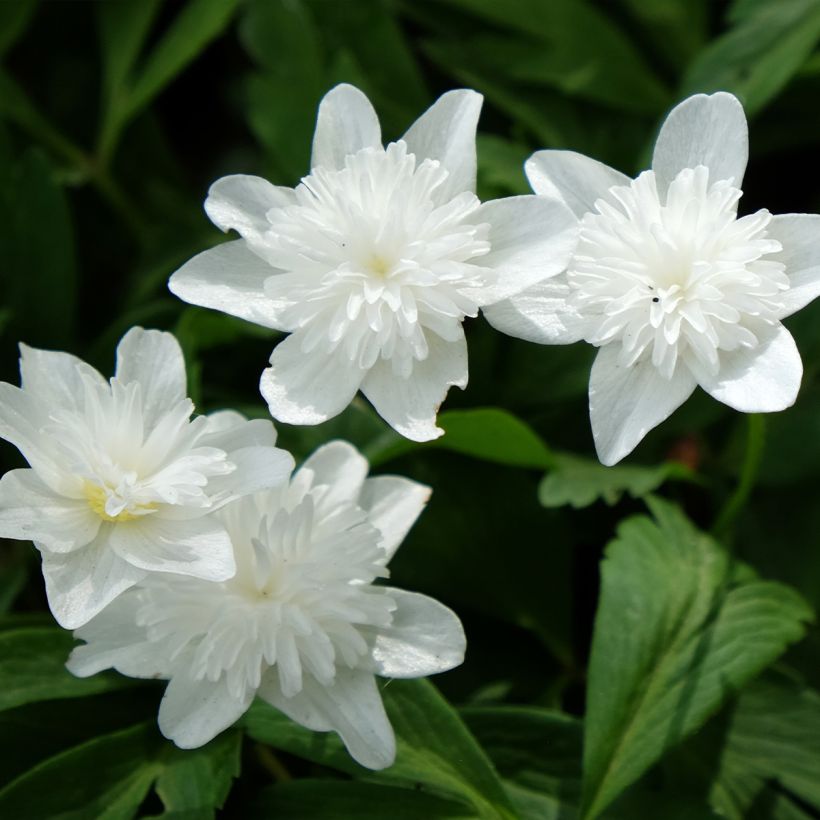 Anémone nemorosa Vestal - Anémone des bois (Flowering)