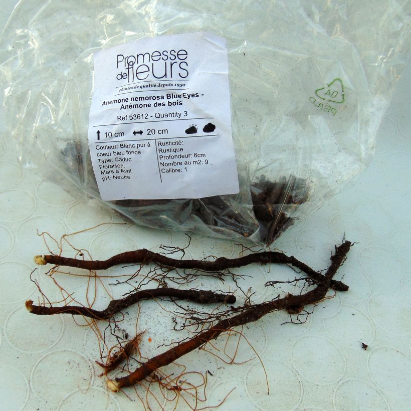 Example of Anemone nemorosa Blue Eyes - Anémone des bois Bulbe size I as you get