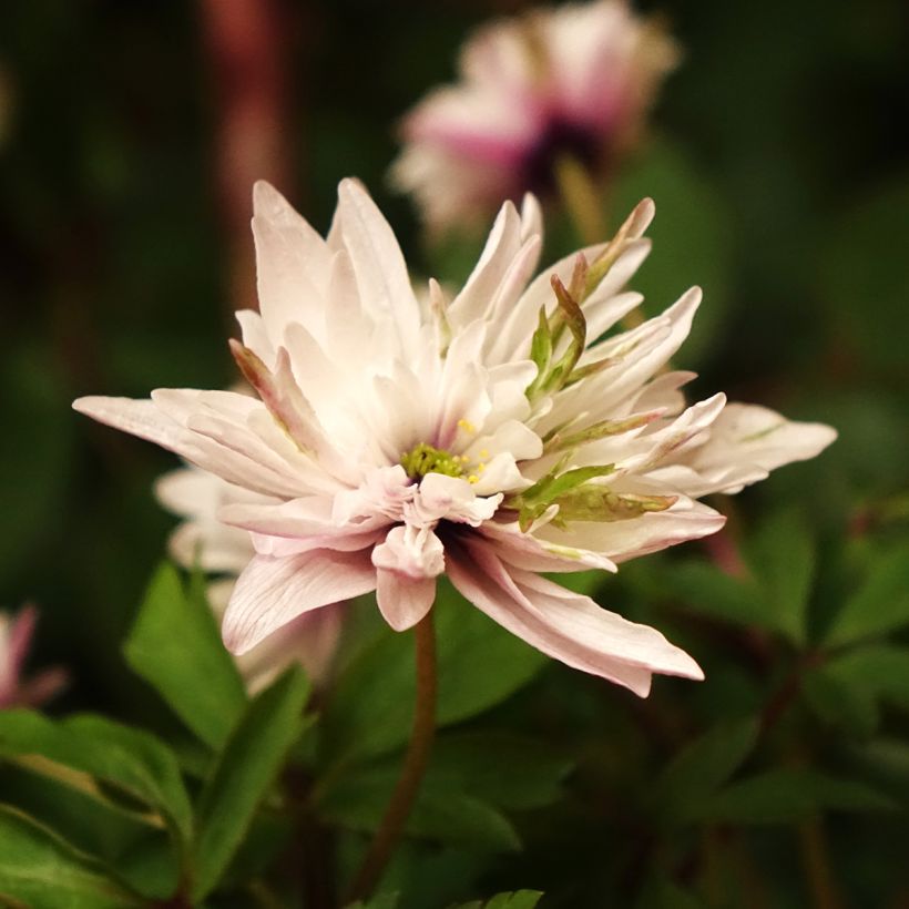 Anemone nemorosa Blue Eyes - Anémone des bois (Flowering)
