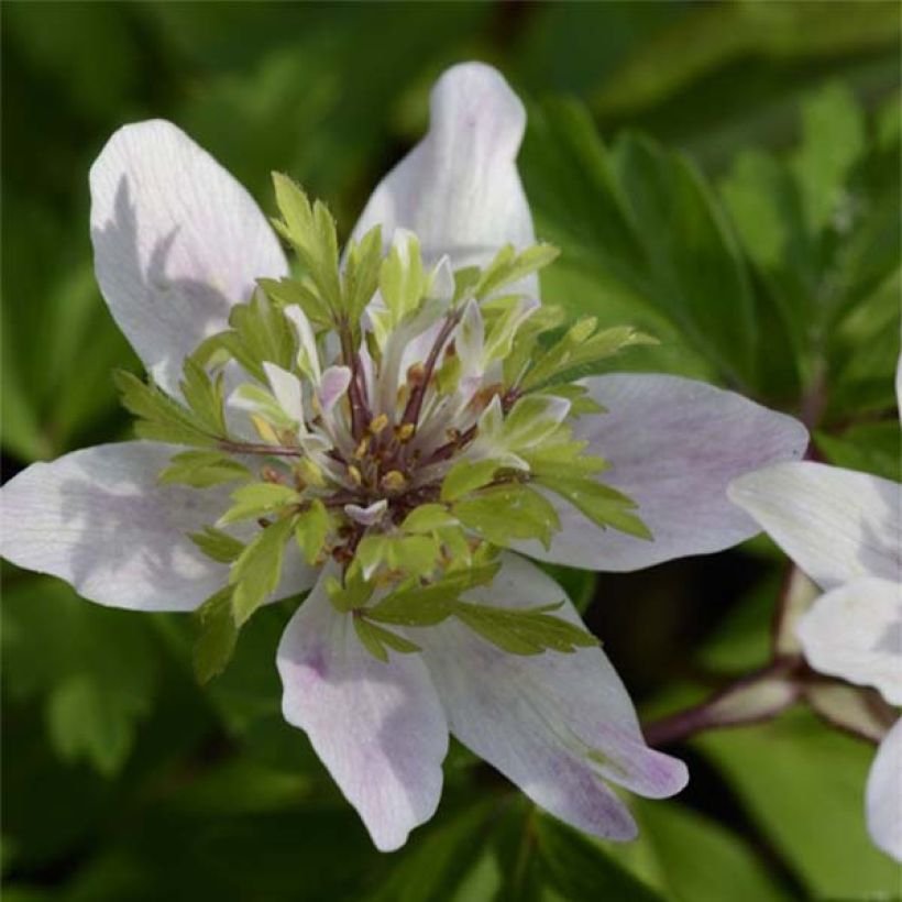 Anemone nemorosa Green Fingers - Anémone des bois (Flowering)