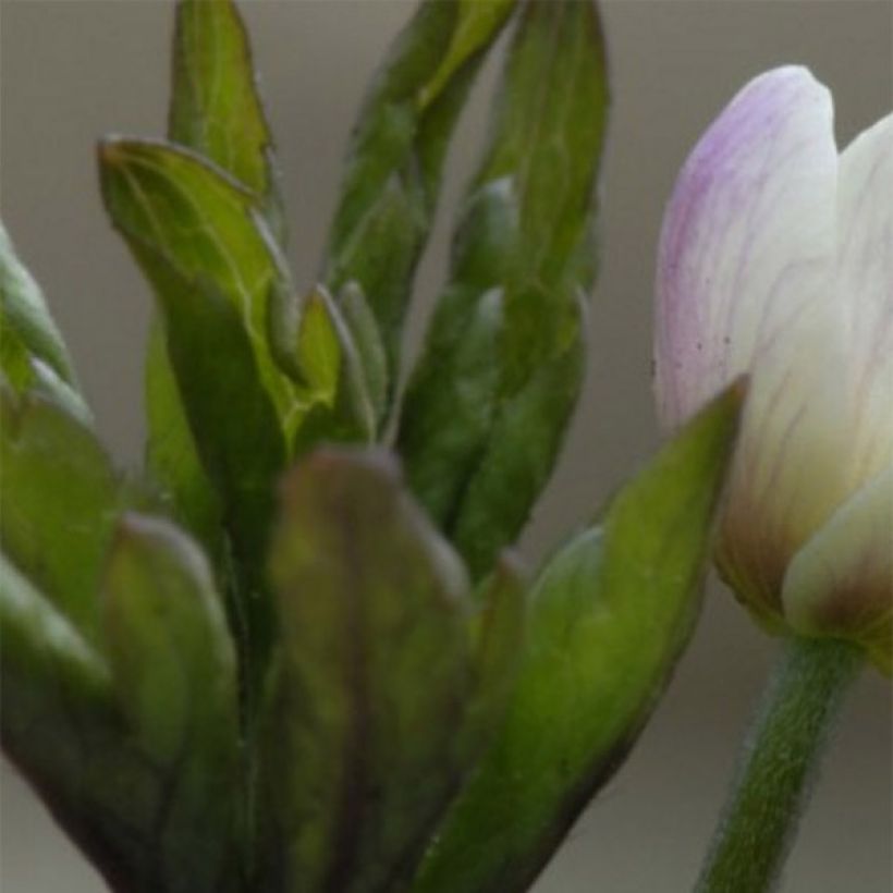 Anemone nemorosa Lucia - Anémone des bois (Foliage)
