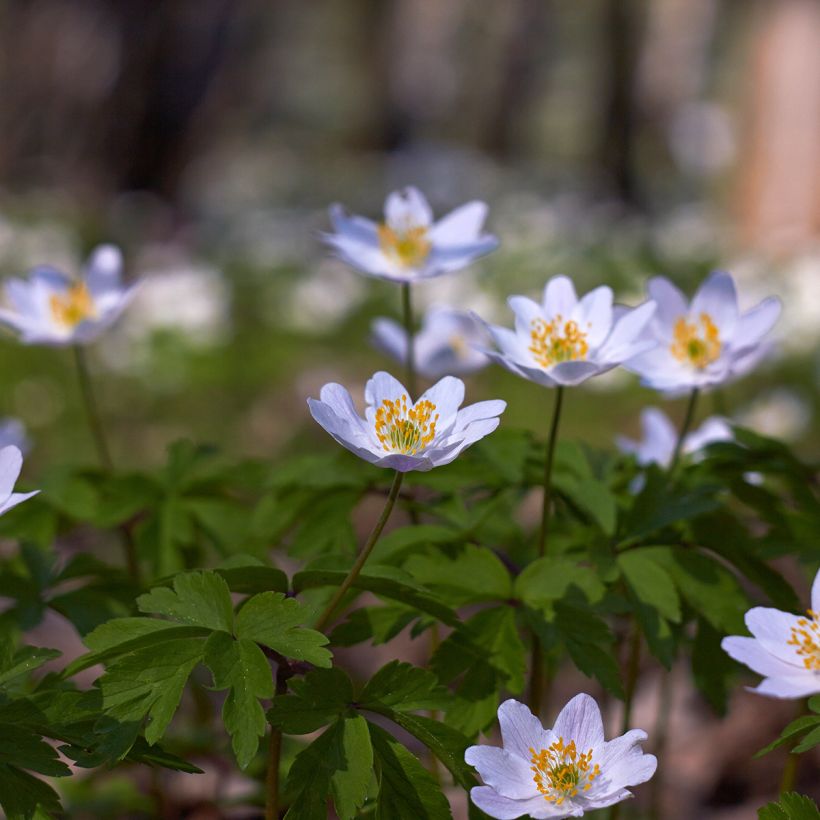 Anemone nemorosa Lucia - Anémone des bois (Plant habit)