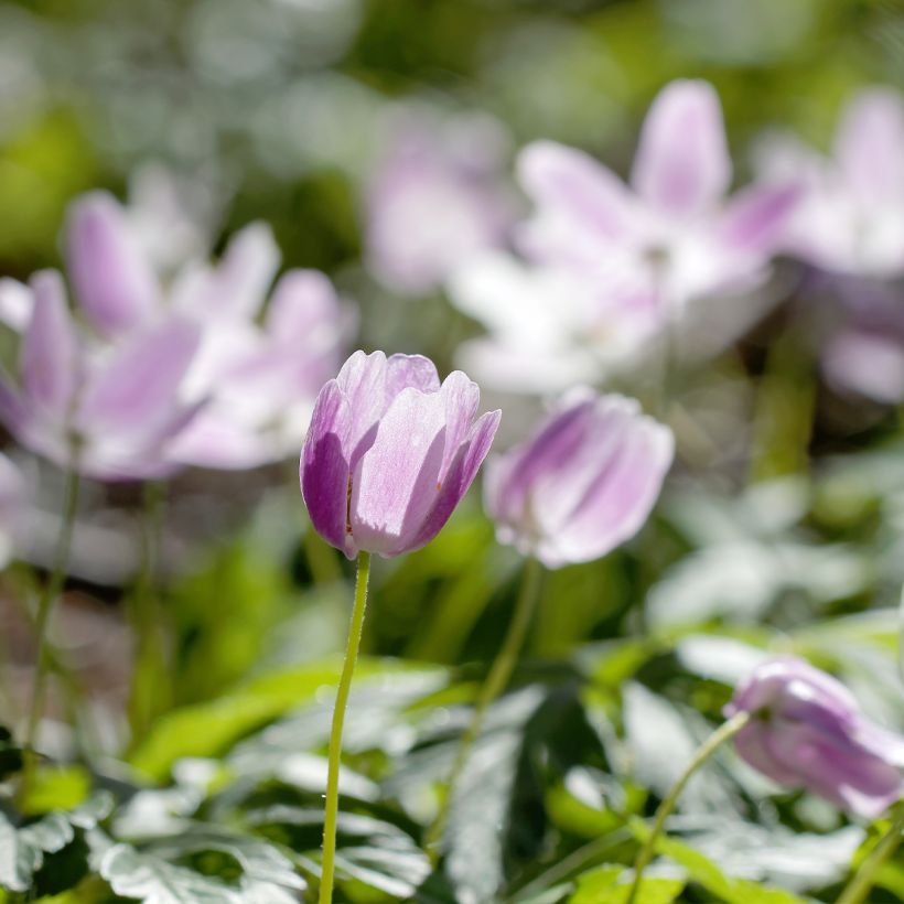 Anemone nemorosa Marie-Rose - Anémone des bois (Plant habit)