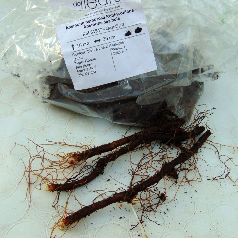 Example of Anemone nemorosa Robinsoniana - Anémone des bois Bulbe size I as you get