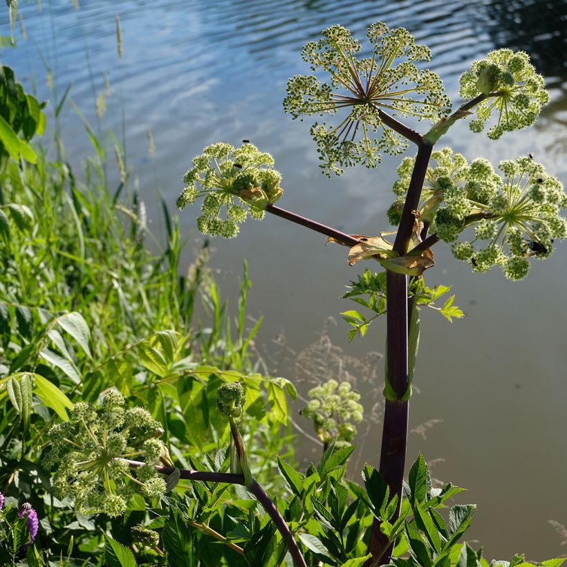 Angélique, Angelica atropurpurea (Plant habit)