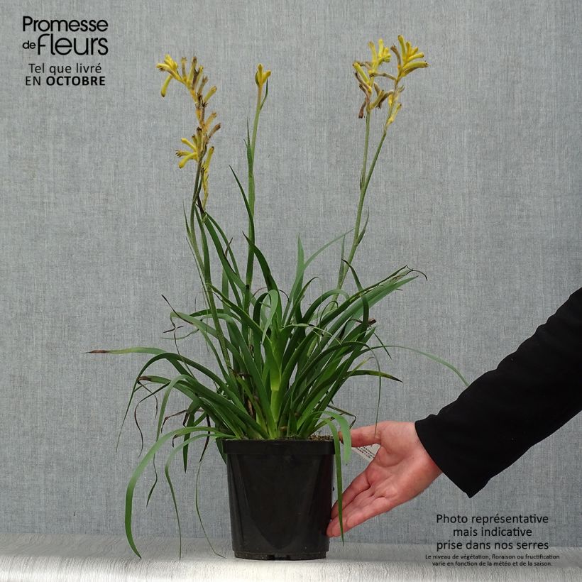 Example of Anigozanthos Bush Bonanza Pot de 2L/3L as you get in automne