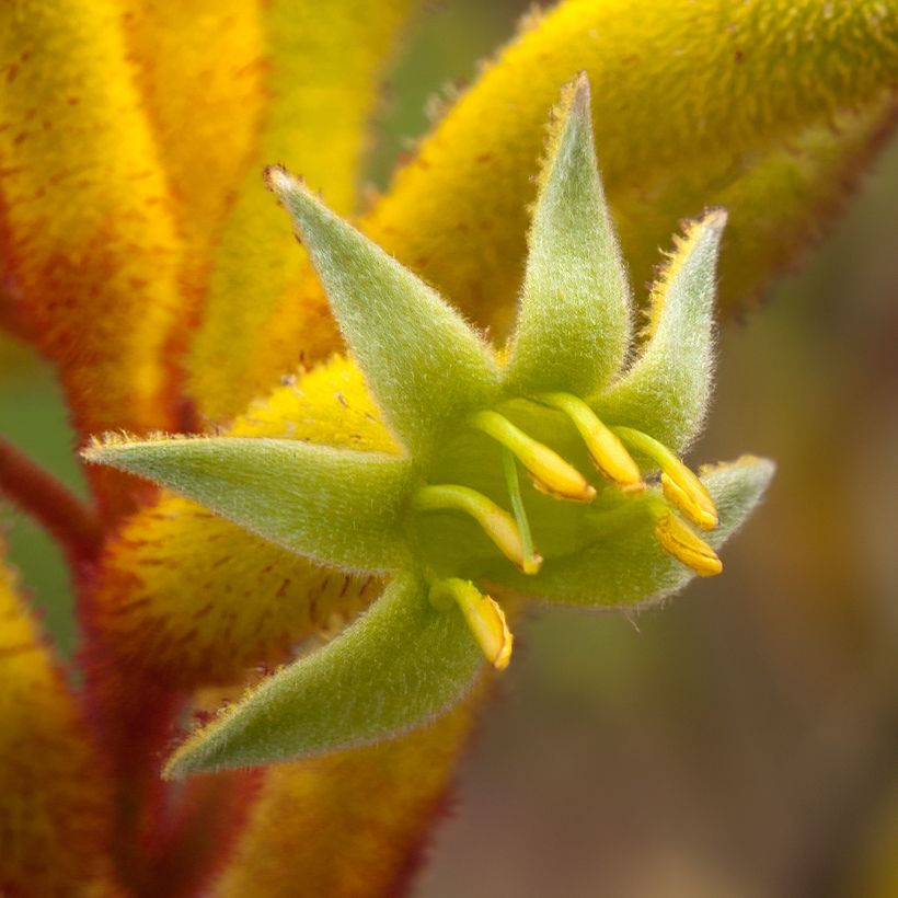Anigozanthos Bush Bonanza (Flowering)