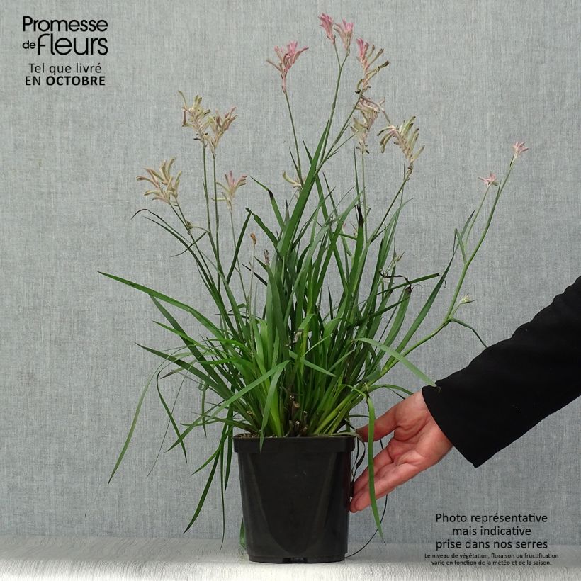 Example of Anigozanthos Bush Pearl Pot de 2L/3L as you get in automne