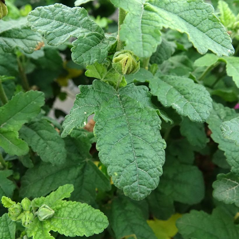 Anisodontea Cotton Candy Pink - Mauve du Cap (Foliage)