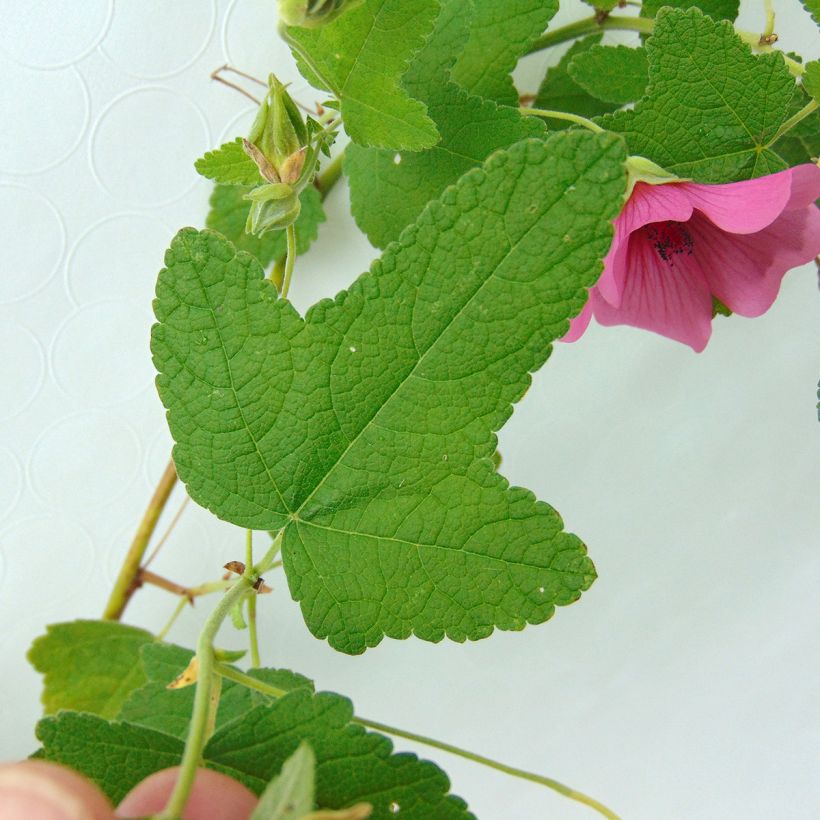 Anisodontea capensis El Rayo - Mauve arbustive du Cap (Foliage)