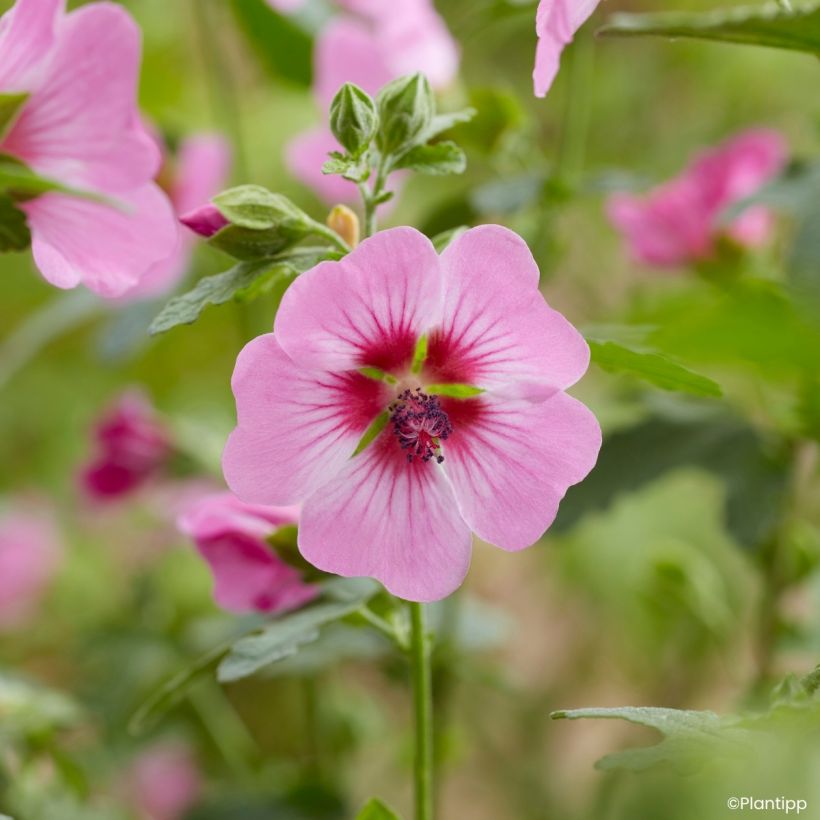 Anisodontea Carnival Lights Gala - Mauve du Cap (Flowering)