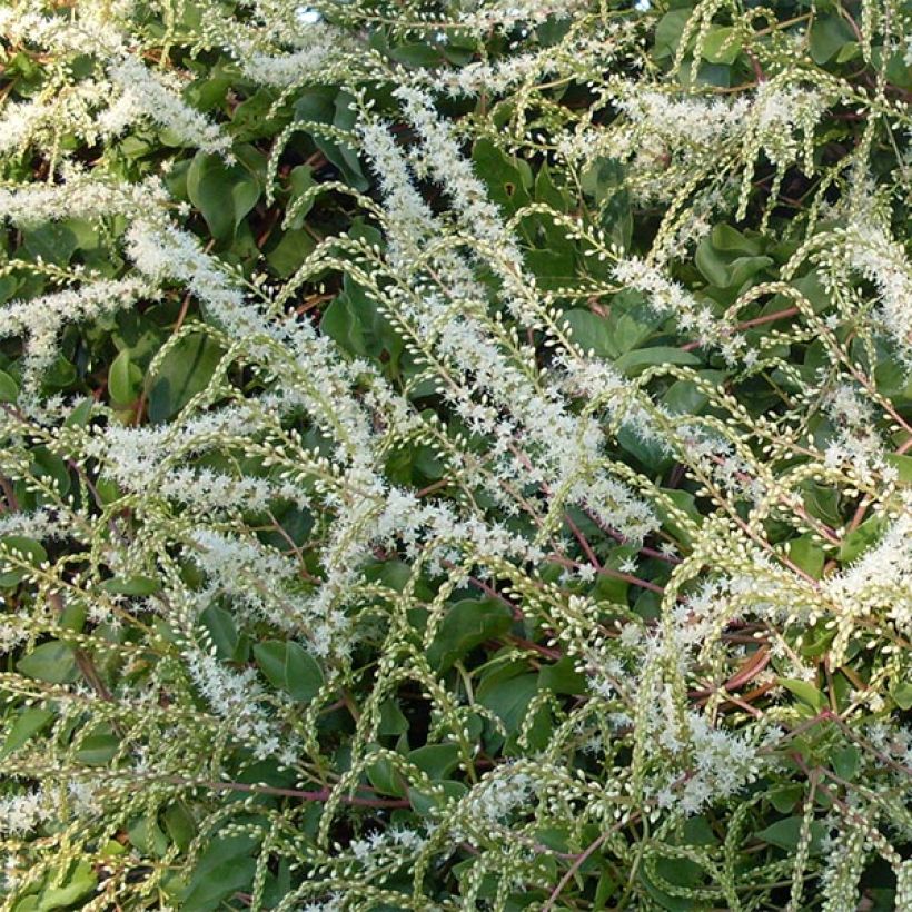 Anredera cordifolia - Liane de Madère (Flowering)