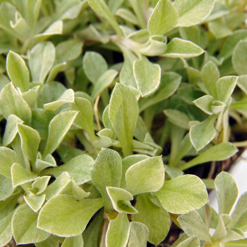 Antennaria dioica Borealis - Pied de Cha (Foliage)