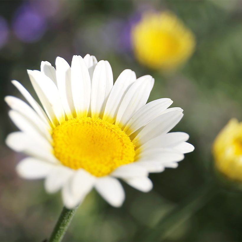 Anthemis tinctoria Sauce Hollandaise - Fausse Camomille (Flowering)