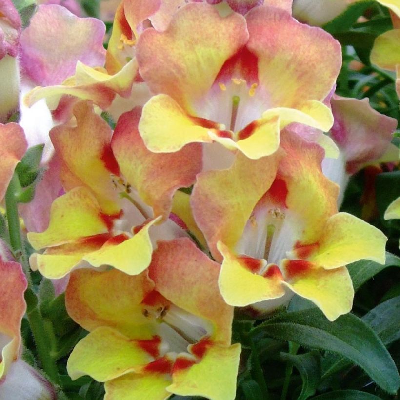 Muflier Fruit Salad Up Apricot (Flowering)