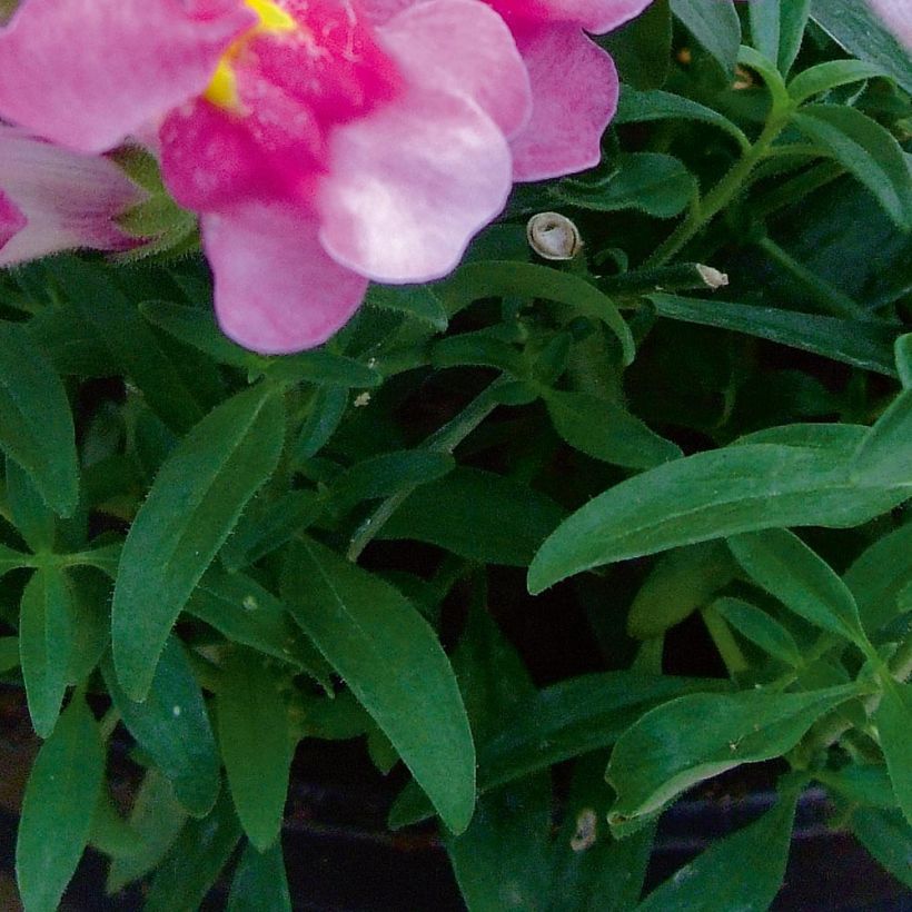 Muflier Fruit Salad Up Purple (Foliage)