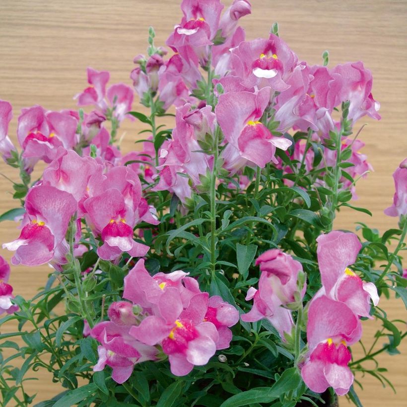 Muflier Fruit Salad Up Purple (Plant habit)