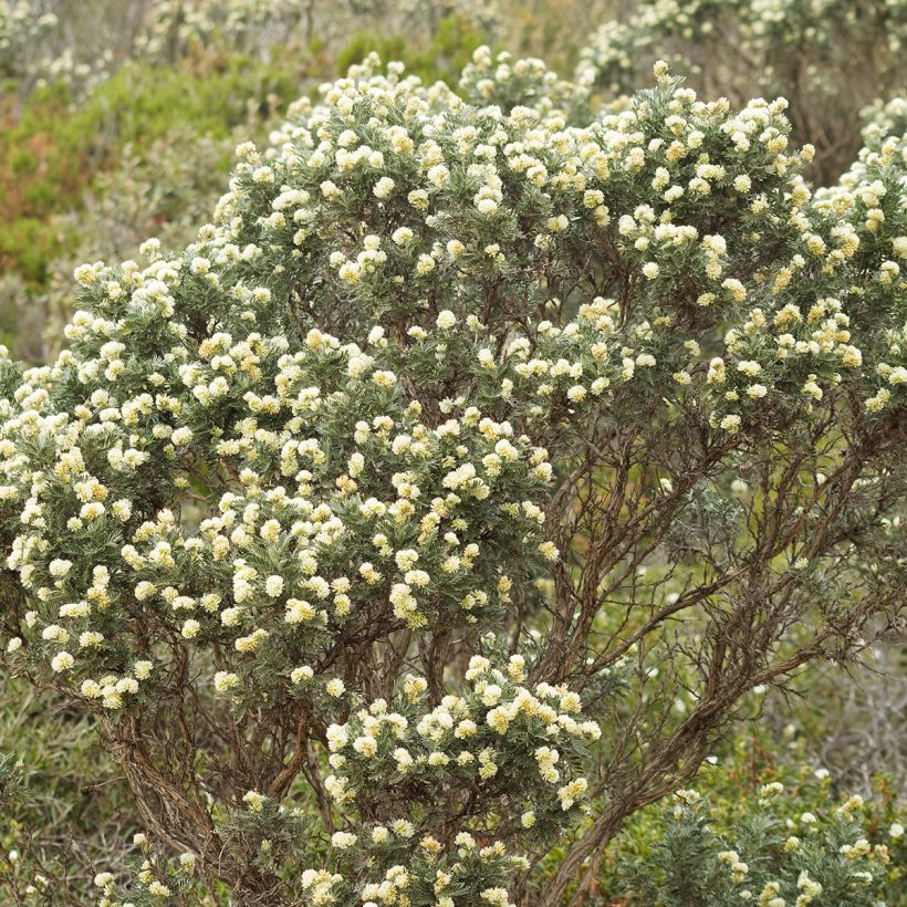 Anthyllis barba-jovis - Anthyllide Barbe de Jupiter (Plant habit)