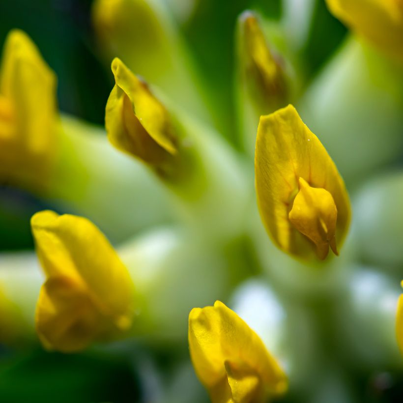 Anthyllis vulneraria - Anthyllide vulnéraire (Flowering)