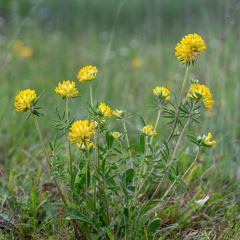 Anthyllis vulneraria - Anthyllide vulnéraire (Plant habit)