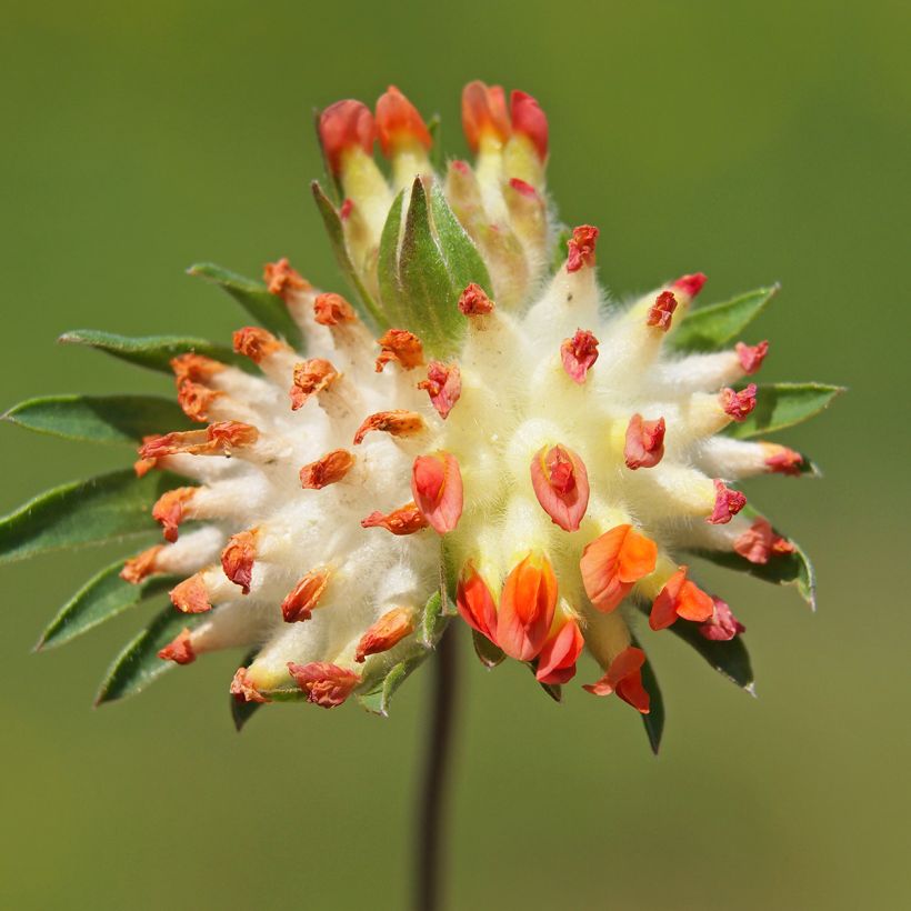 Anthyllis vulneraria var. coccinea, Vulnéraire (Flowering)