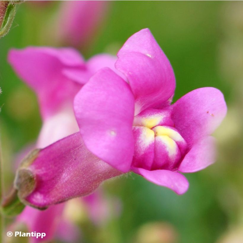 Antirrhinum majus Pretty in Pink - Muflier vivace (Flowering)