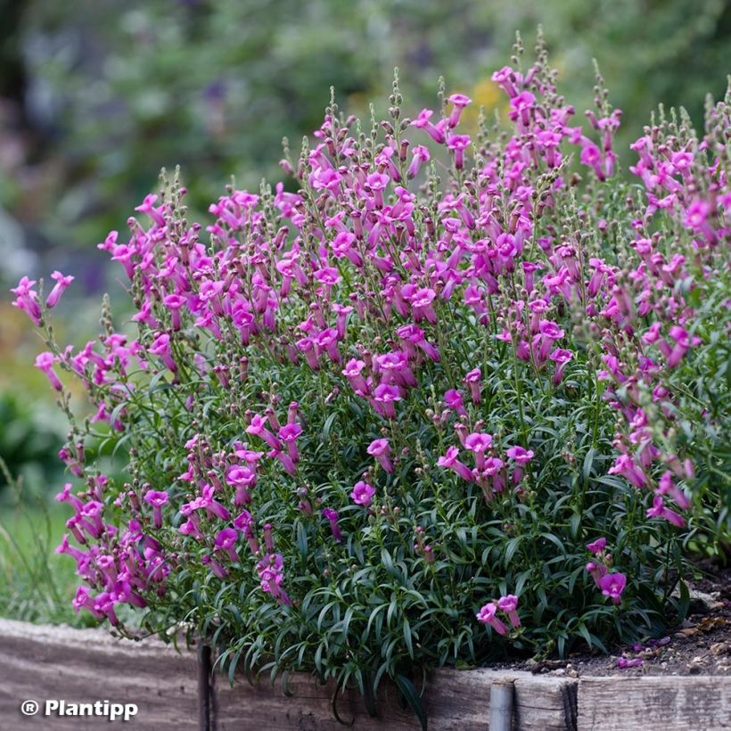 Antirrhinum majus Pretty in Pink - Muflier vivace (Plant habit)