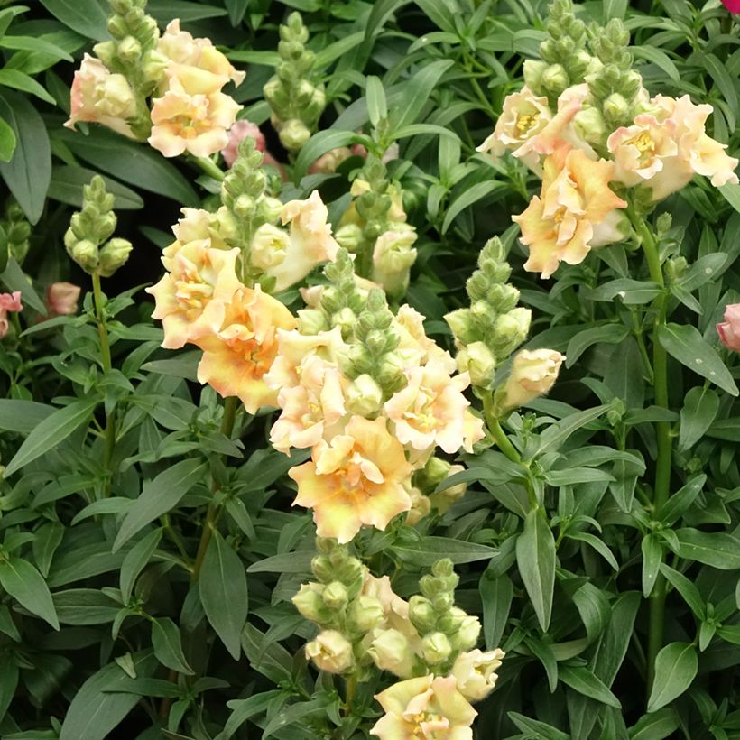 Graines de Muflier Sweet Duet Citrus - Antirrhinum majus (Flowering)