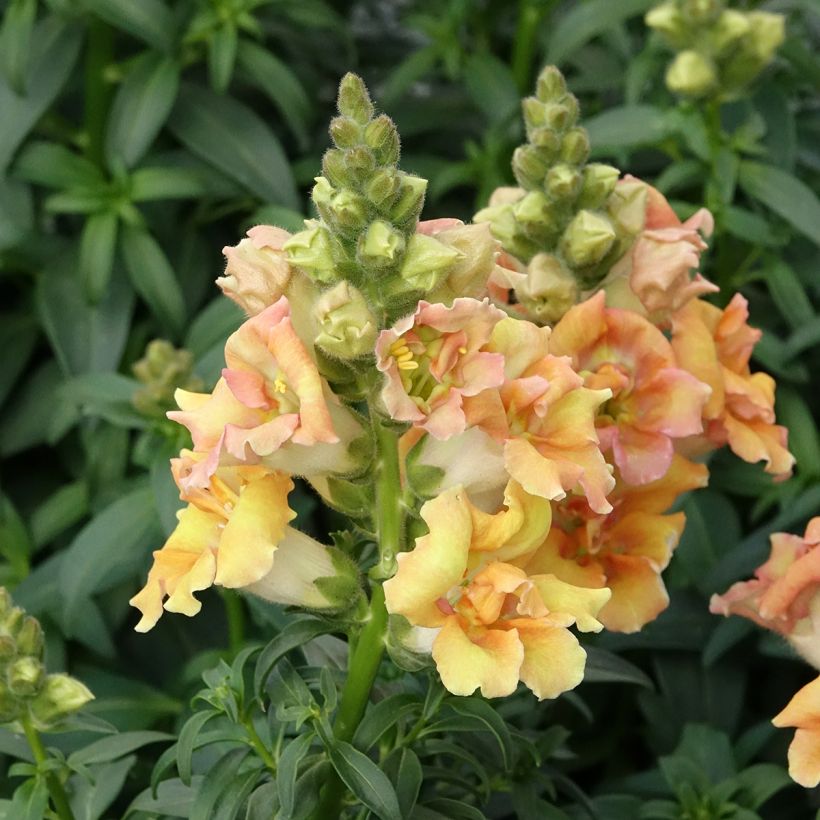 Graines de Muflier Sweet Duet Citrus - Antirrhinum majus (Plant habit)